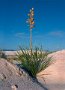 Yucca White Sands NM